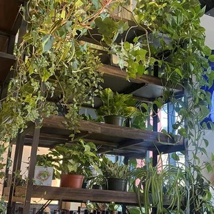 Plants above the bar seating