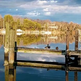 two ducks on a dock