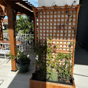 Trellis with plants outside