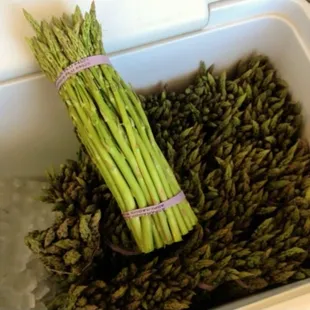 Waialua grown fresh skinny asparagus