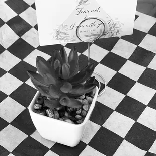 a potted succulent on a checkered table cloth