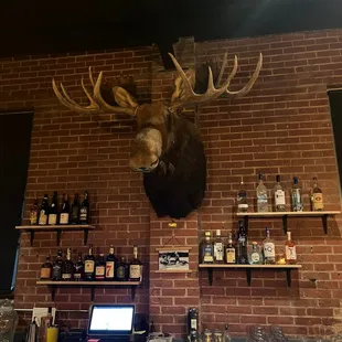 The Roosevelt Elk head mounted on the wall behind the bar