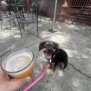 Grandpup loves it here