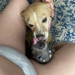 The pups having fun