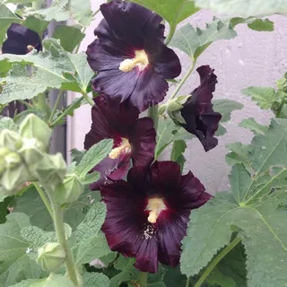 Ellen H.