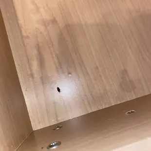 Roaches everywhere