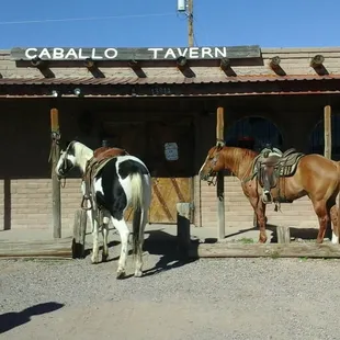 two horses standing outside