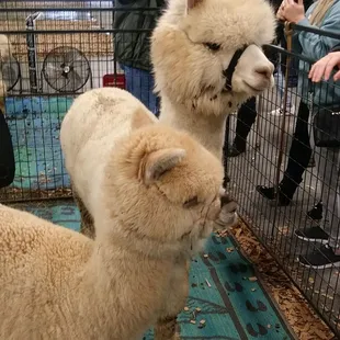 Alpacas!
