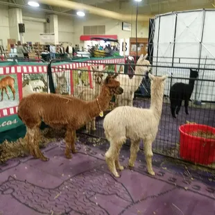 Cuties who were tired of paparazzi after a long wknd