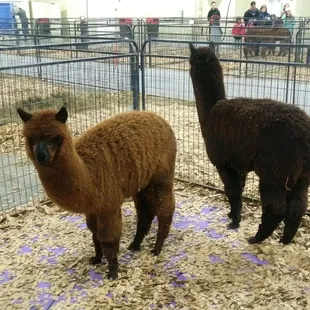 Baby alpacas at their first show