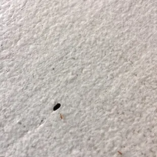 Tiny hole in the window sill with ants coming and going.