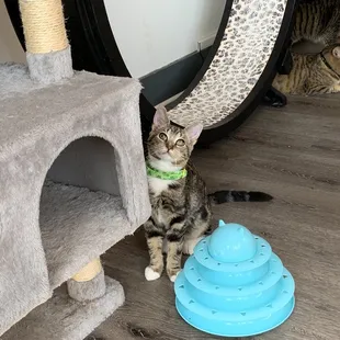 One of the adorable cats at this cafe