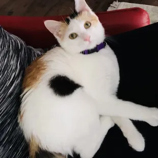 Ginger's favorite place, in my arms.