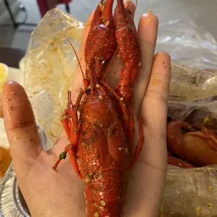 Monster crawfish during season