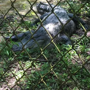 Our buddy out back