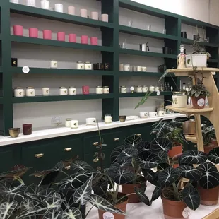 Lots of candles to choose