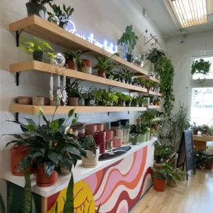 Plants for sale