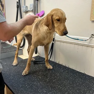 My dog getting brushed &amp; blow dried!
