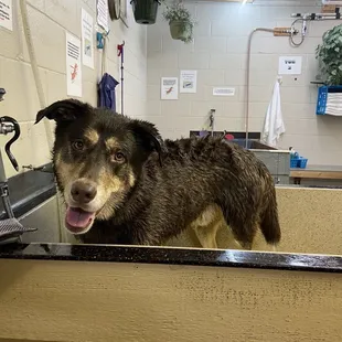 Apollo enjoying his bath