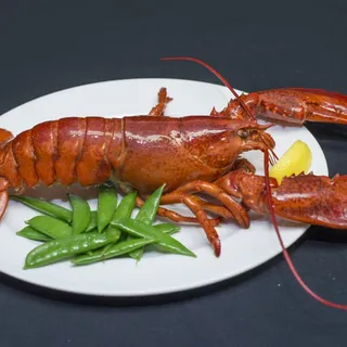 Live Maine Lobster