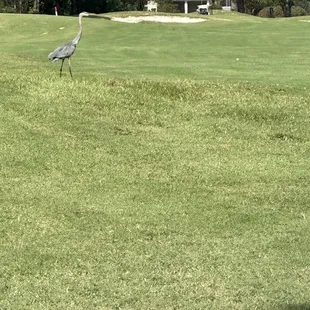 A fairway visitor