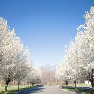 The Carriage House driveway trees in full bloom