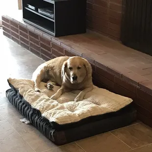 a dog laying on a dog bed in front of a tv