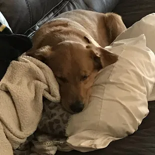 a dog sleeping on a pillow