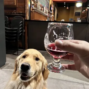 a golden retriever enjoying a glass of wine