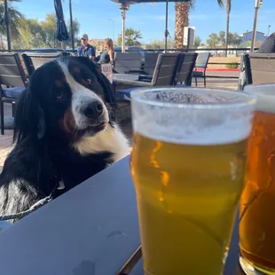 Dog friendly patio