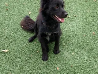 Town & Country Animal Rescue