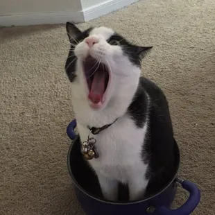 Best cat in the world. Courtesy of the Cattery.