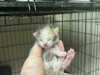 Edgar And Ivy's Cat Sanctuary