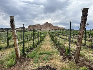 Vivac Winery