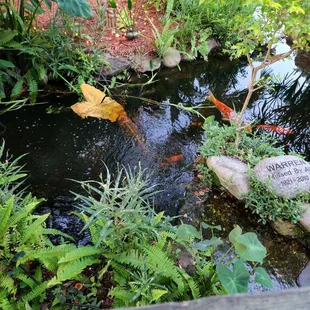 Koi pond