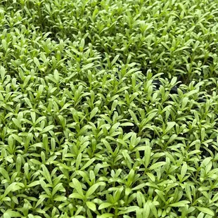 Micro greens