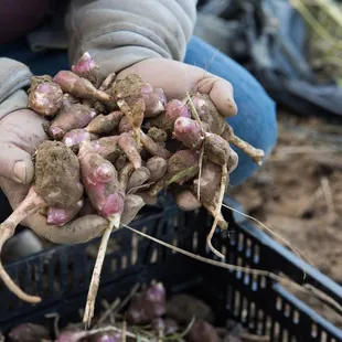 The Chef's Garden Jerusalem Artichokes