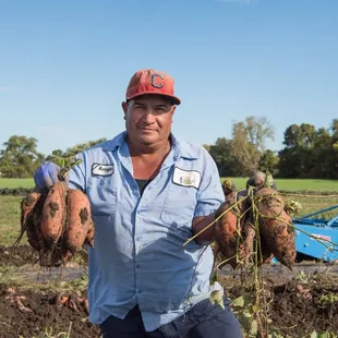 The Chef's Garden Sweet Potato harvest