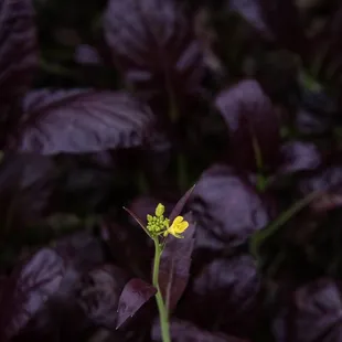The Chef's Garden Mustard Bloom