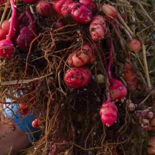 The Chef's Garden Peruvian Oca harvest