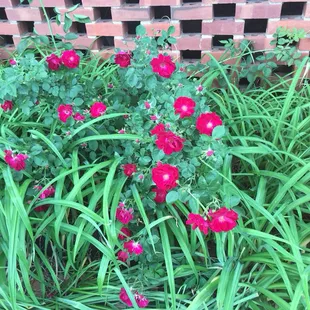 More Spring flowers