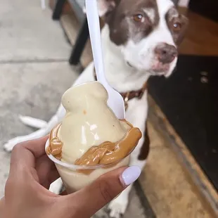 a brown and white dog and a hand holding an ice cream cone