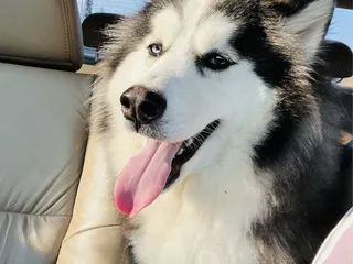 Vanity Fur