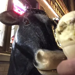 The Cow eyein&apos; down my butter pecan cone!