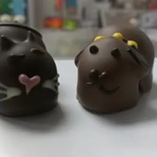 chocolate cats &amp; dogs