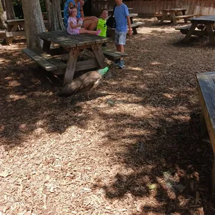 Peacock wandering through picnic tables