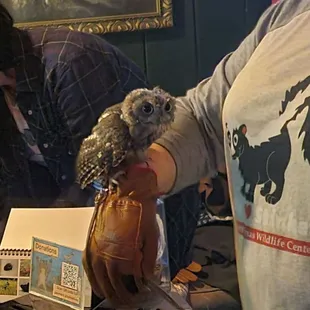 Adult eastern screeching owl