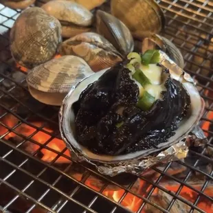 Live Abalone