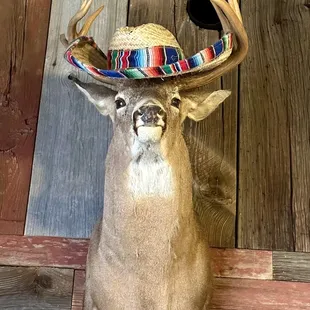 a deer with a hat on his head