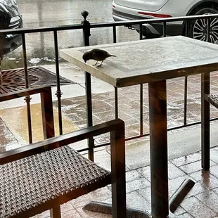 Bird outside